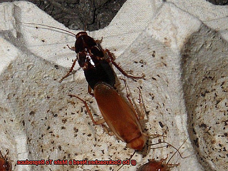 Do Cockroaches Need a Mate To Reproduce-5
