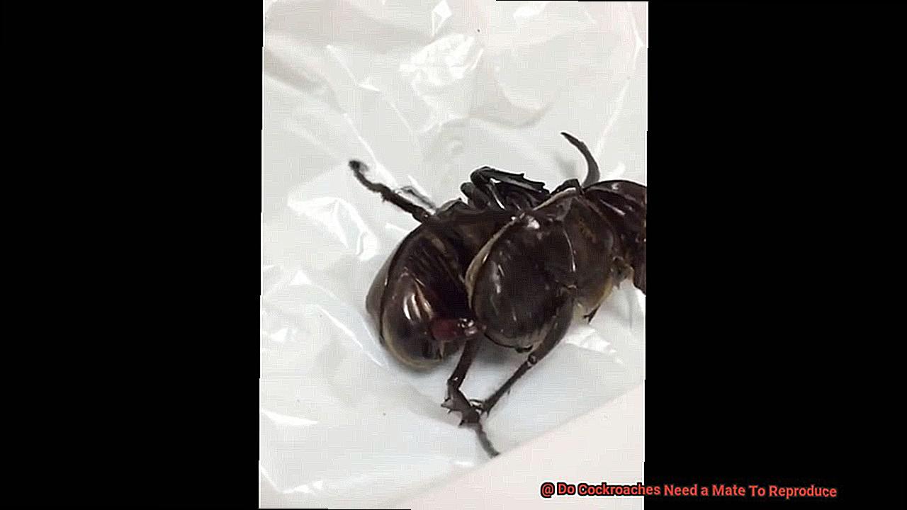 Do Cockroaches Need a Mate To Reproduce-6