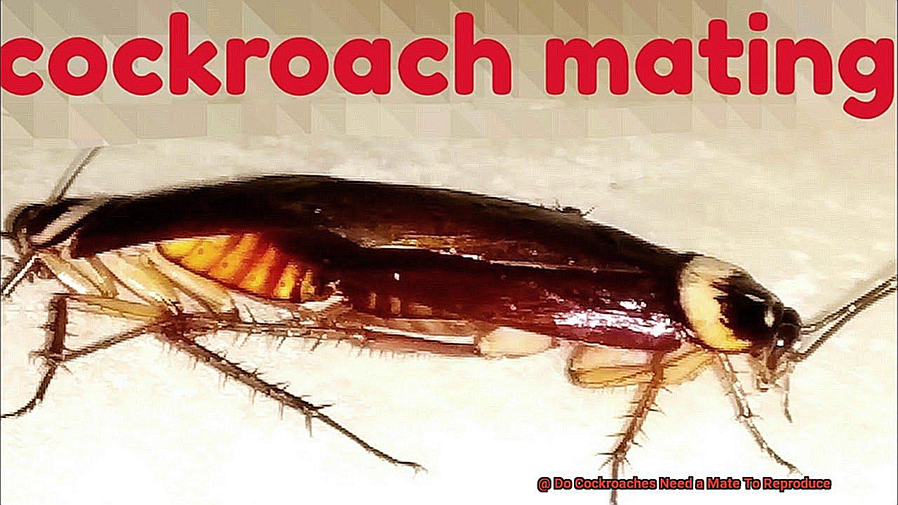 Do Cockroaches Need a Mate To Reproduce-3