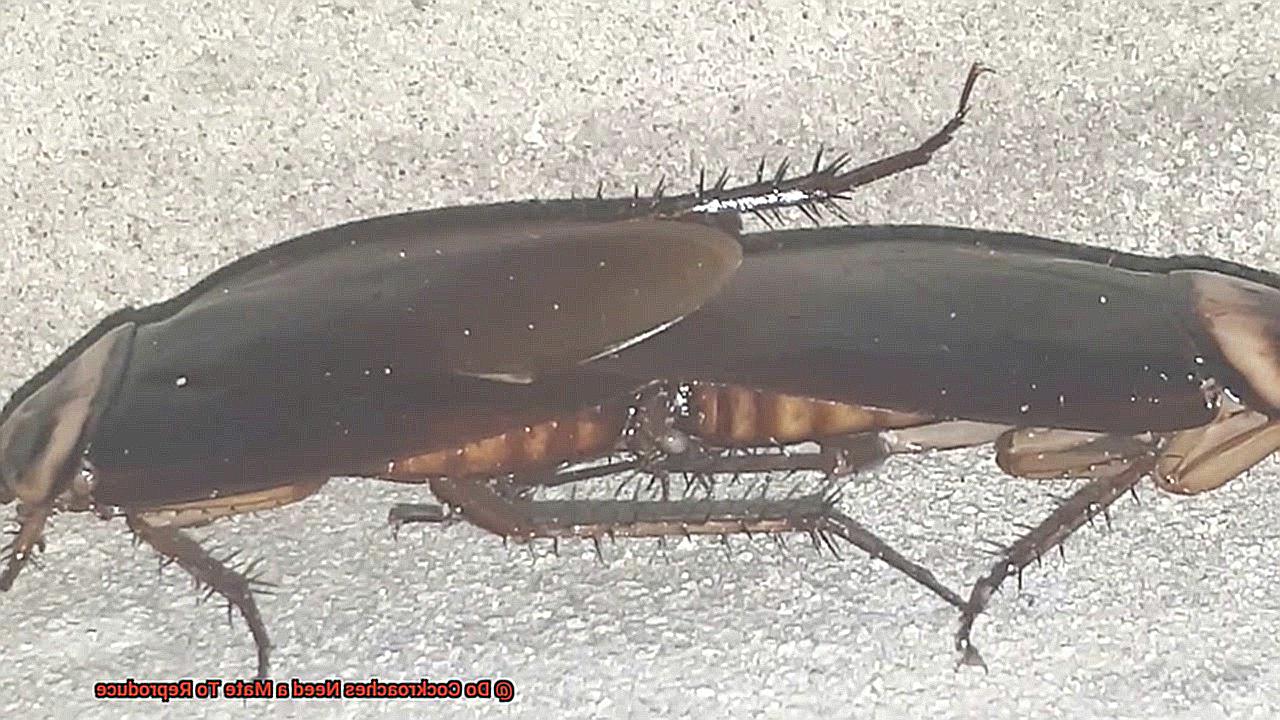 Do Cockroaches Need a Mate To Reproduce-7