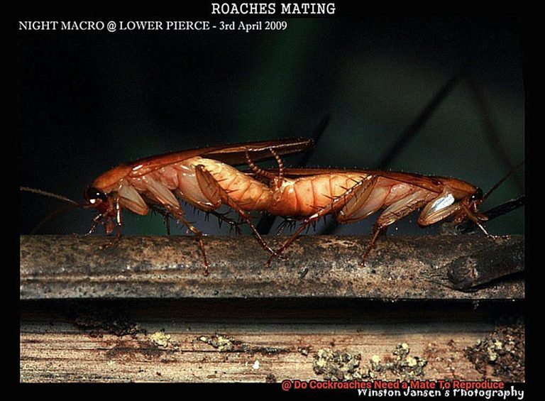 Do Cockroaches Need a Mate To Reproduce? - All About Roaches