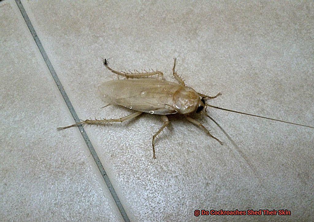 Do Cockroaches Shed Their Skin-2