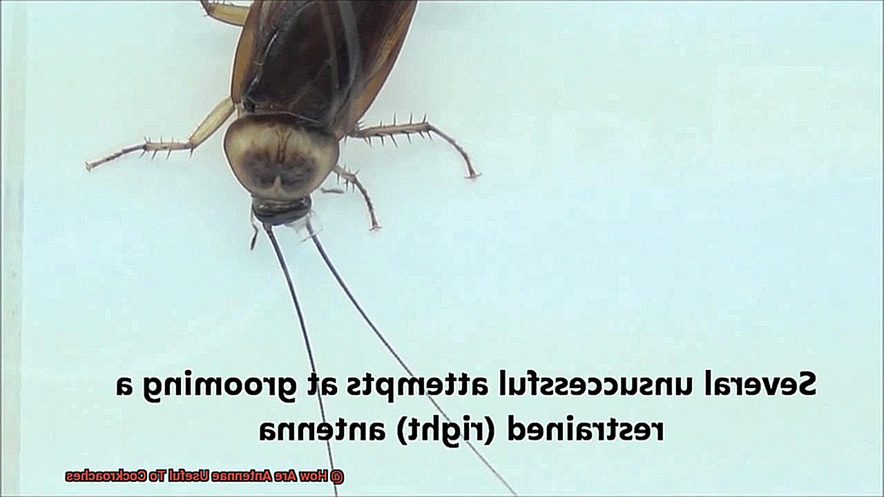 How Are Antennae Useful To Cockroaches-2