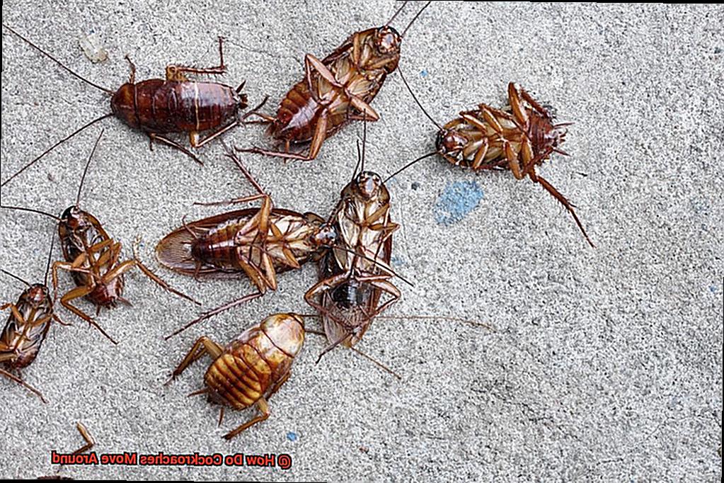 How Do Cockroaches Move Around-4