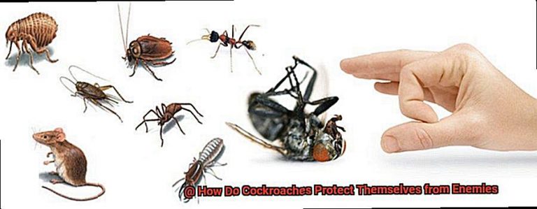 How Do Cockroaches Protect Themselves from Enemies? - All About Roaches