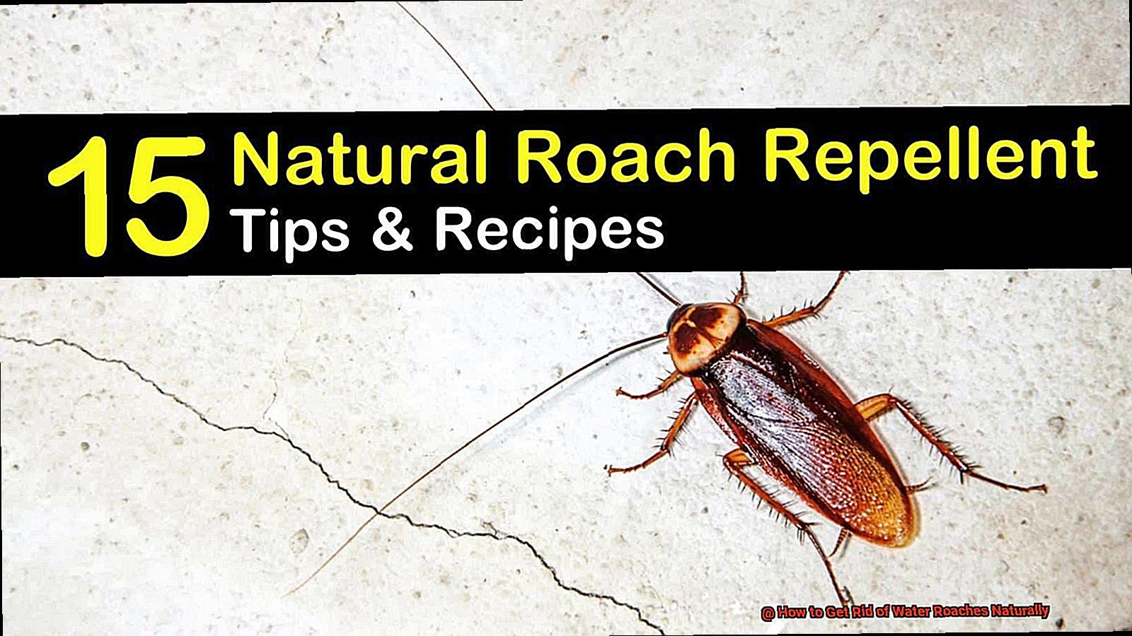 How to Get Rid of Water Roaches Naturally-3