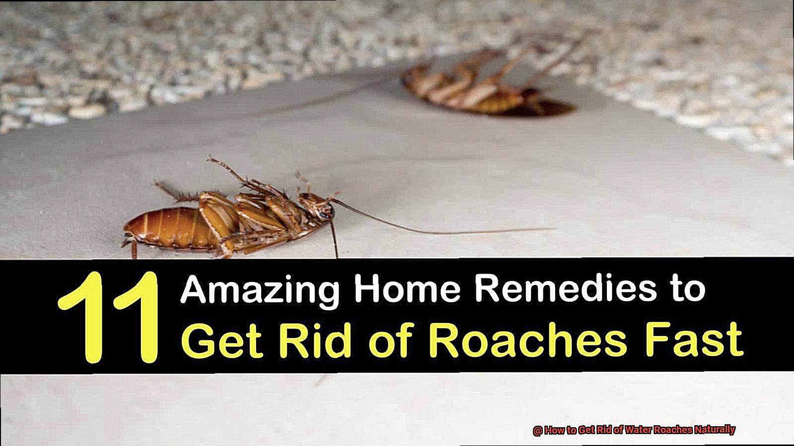 How to Get Rid of Water Roaches Naturally-2