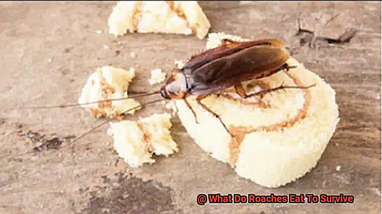 What Do Roaches Eat To Survive-3