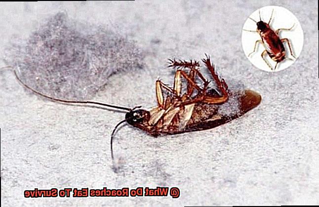 What Do Roaches Eat To Survive-4