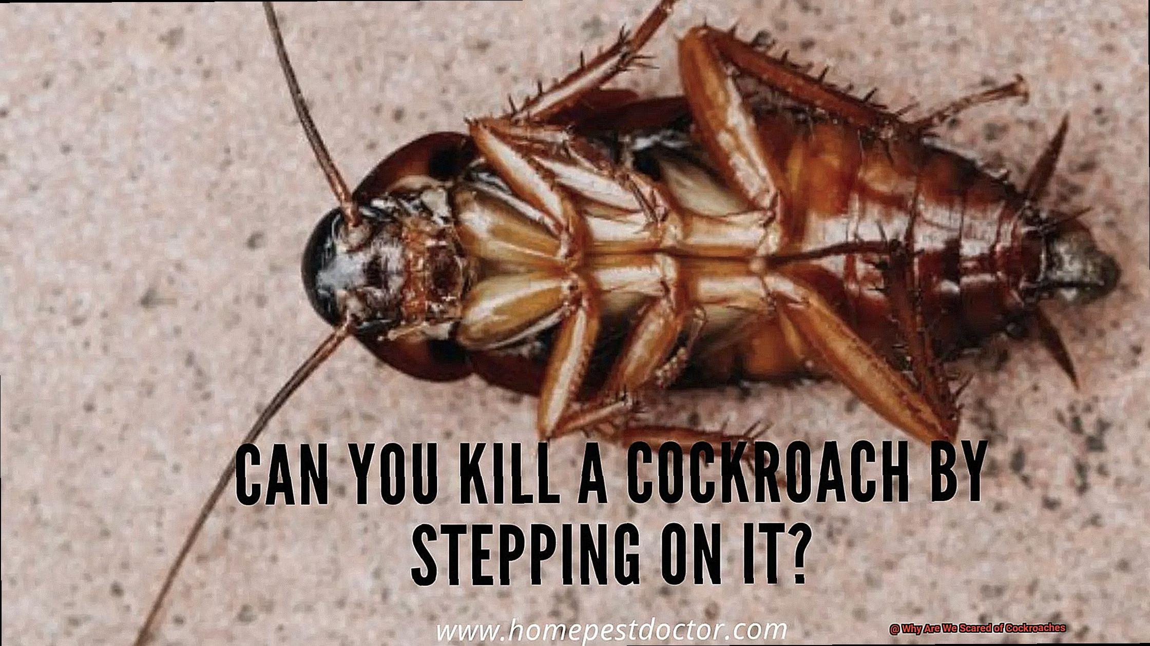 Why Are We Scared of Cockroaches-2