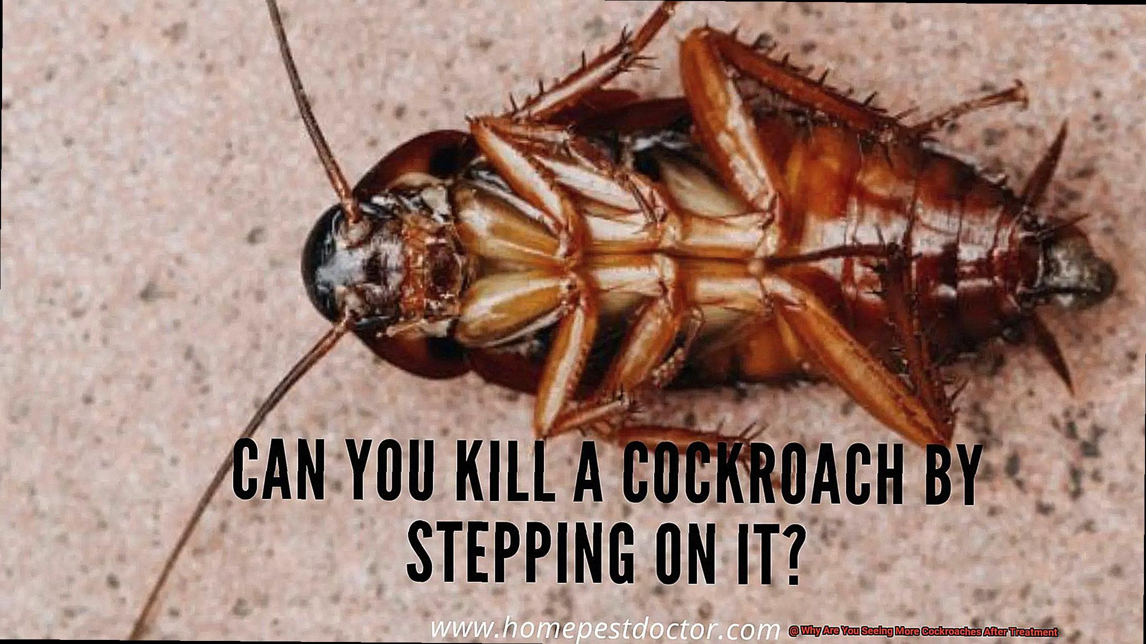 Why Are You Seeing More Cockroaches After Treatment-8
