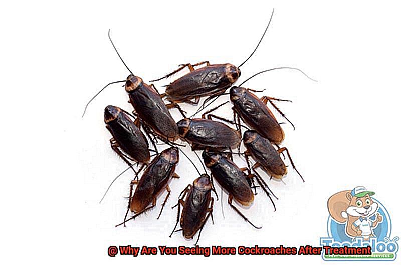 Why Are You Seeing More Cockroaches After Treatment-3