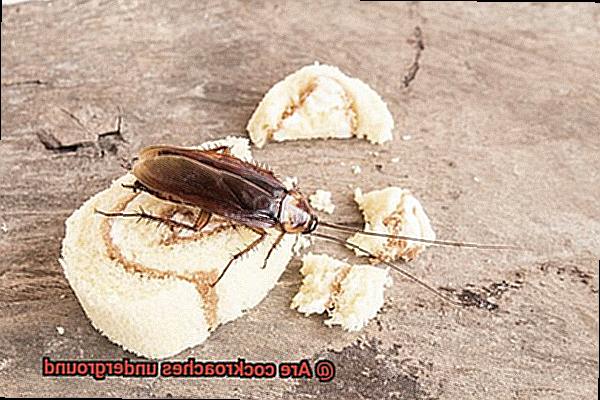 Are cockroaches underground-4