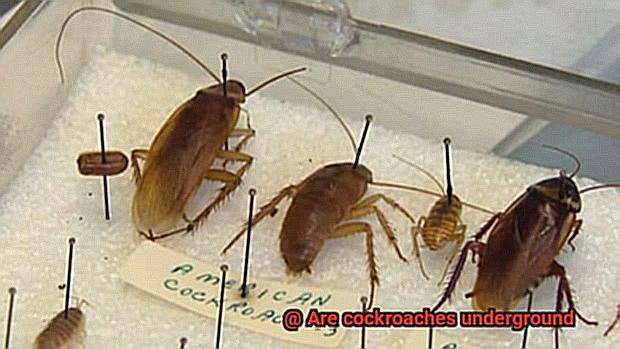 Are cockroaches underground-3