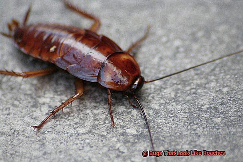 Bugs That Look Like Roaches-6