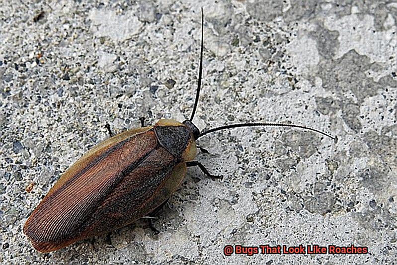 Bugs That Look Like Roaches-5