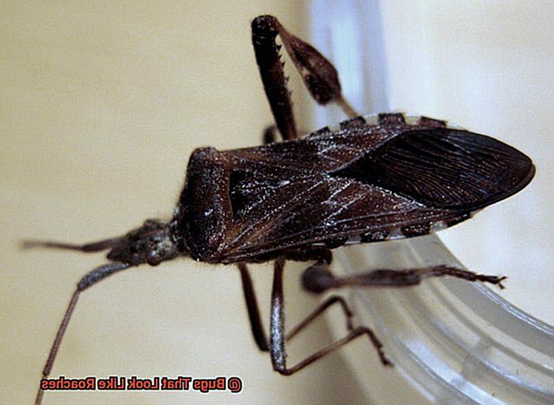 Bugs That Look Like Roaches-4