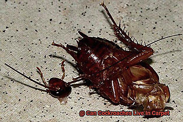 Can Cockroaches Live In Carpet-5