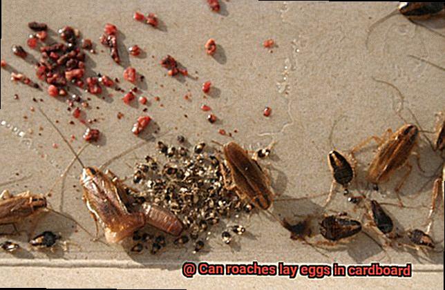 Can roaches lay eggs in cardboard-2