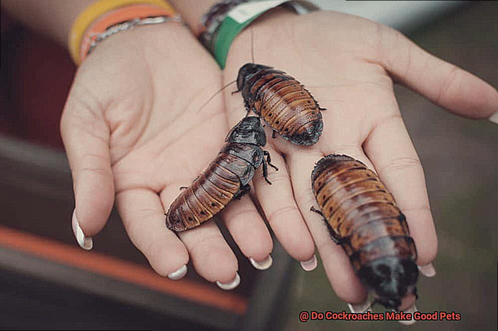 Do Cockroaches Make Good Pets-3