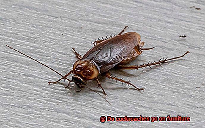 Do cockroaches go on furniture-3