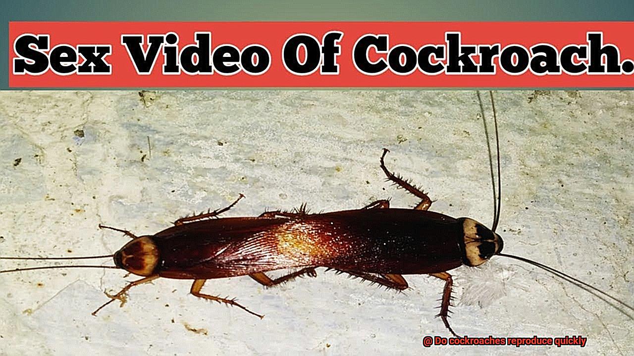 Do cockroaches reproduce quickly-5