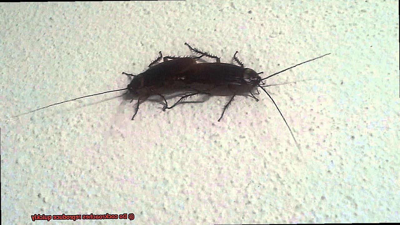 Do cockroaches reproduce quickly-3