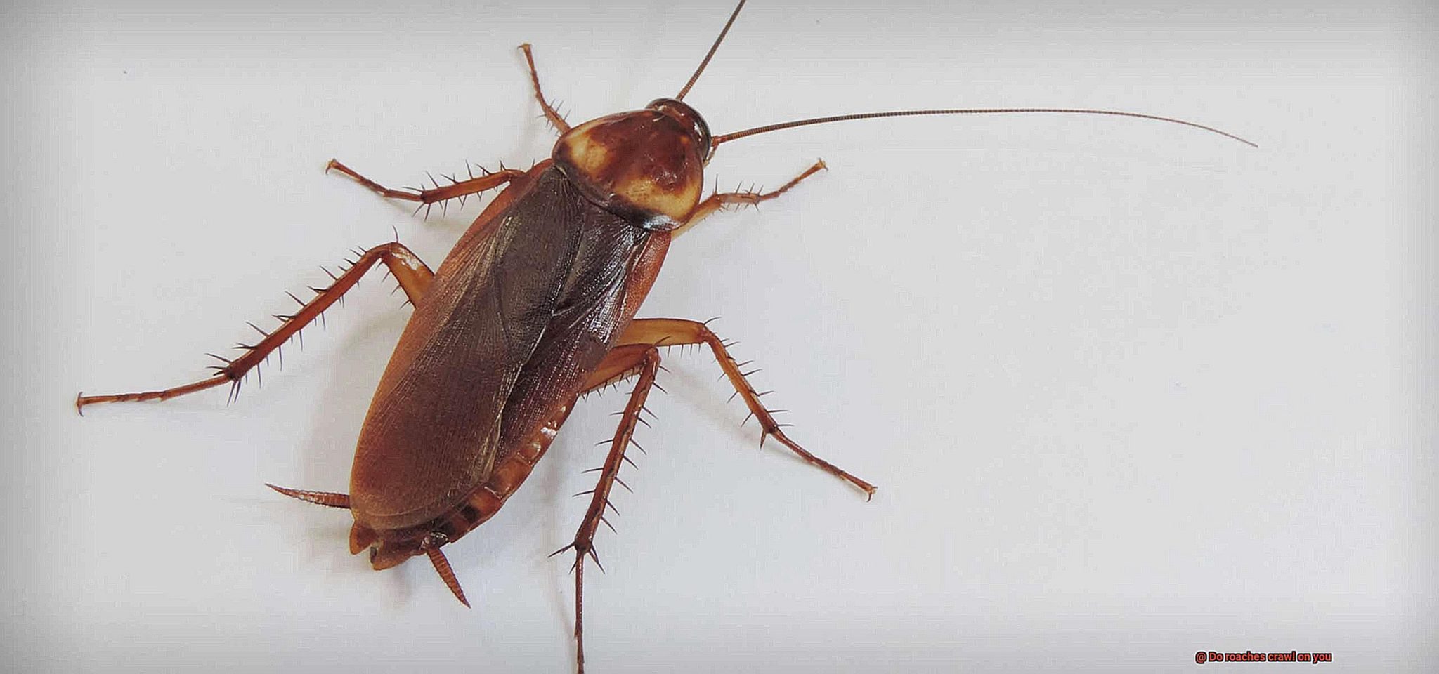 Do roaches crawl on you? All About Roaches