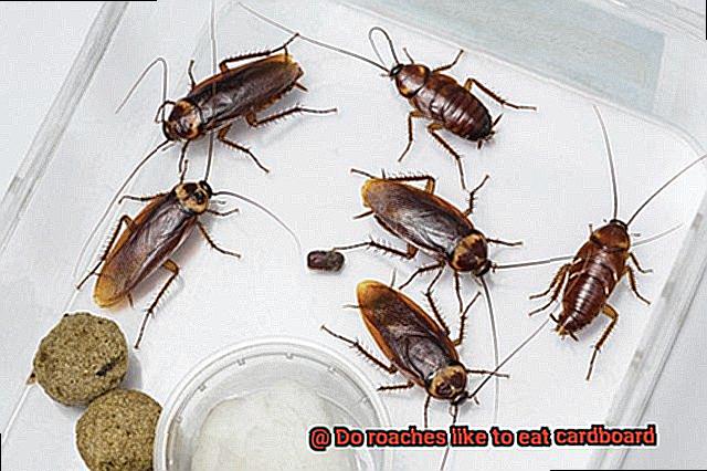 Do roaches like to eat cardboard-2