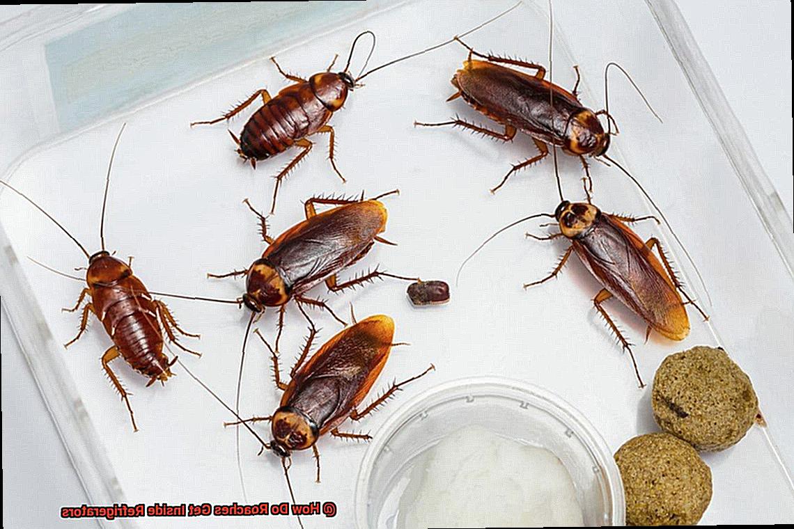 How Do Roaches Get Inside Refrigerators-2
