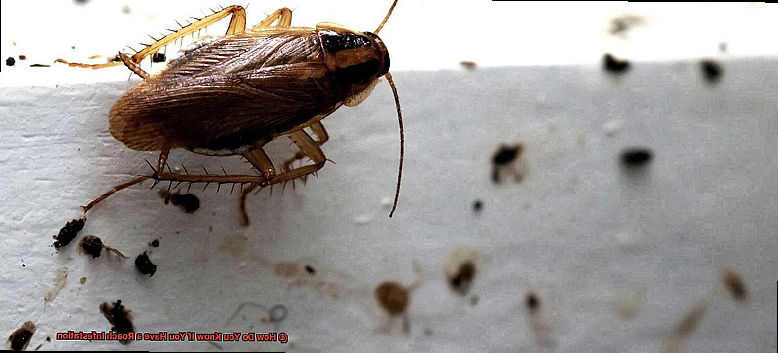 How Do You Know If You Have a Roach Infestation-3