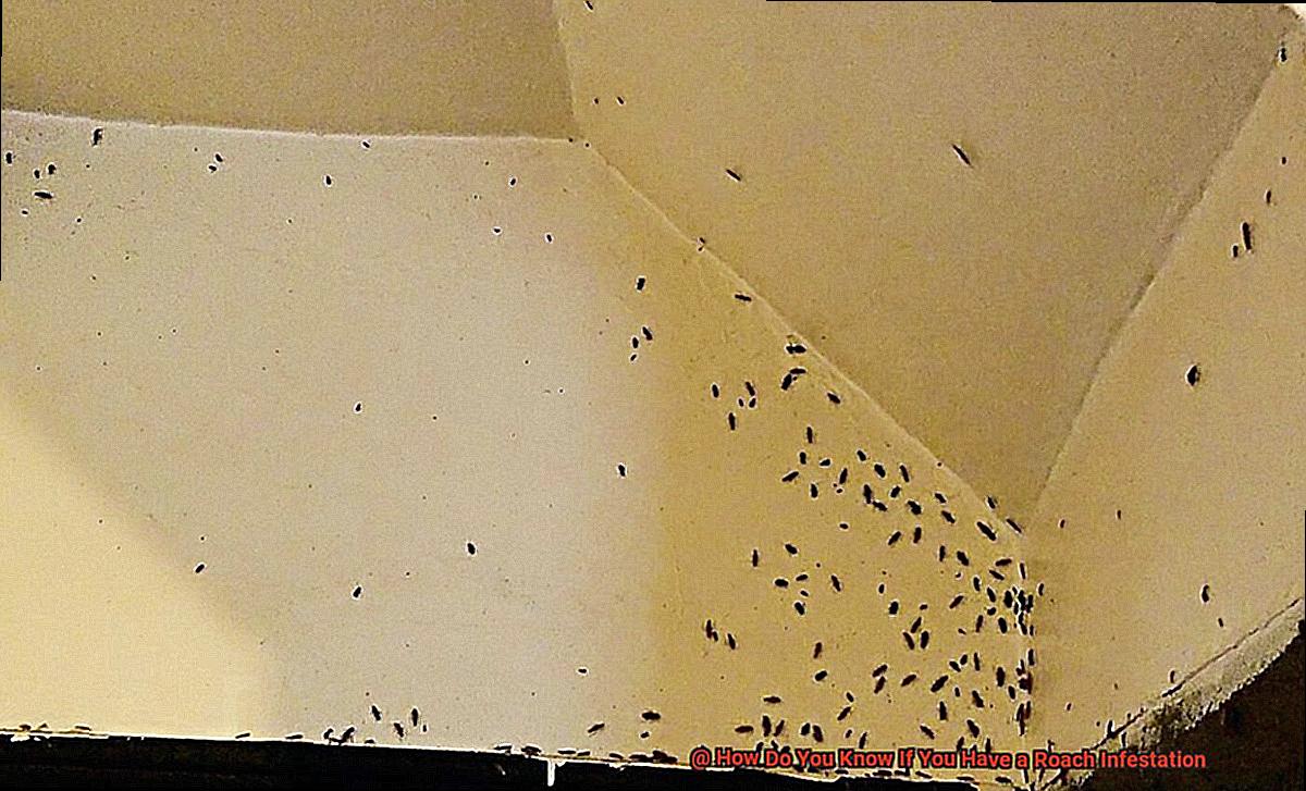 How Do You Know If You Have a Roach Infestation-5