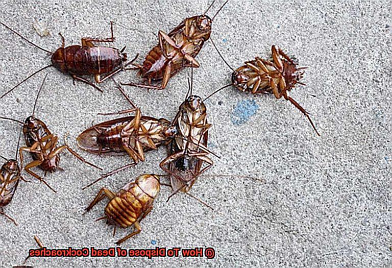 How To Dispose of Dead Cockroaches-2