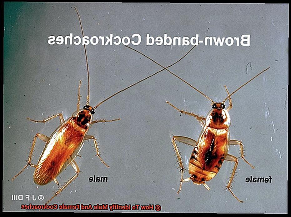 How To Identify Male And Female Cockroaches-3