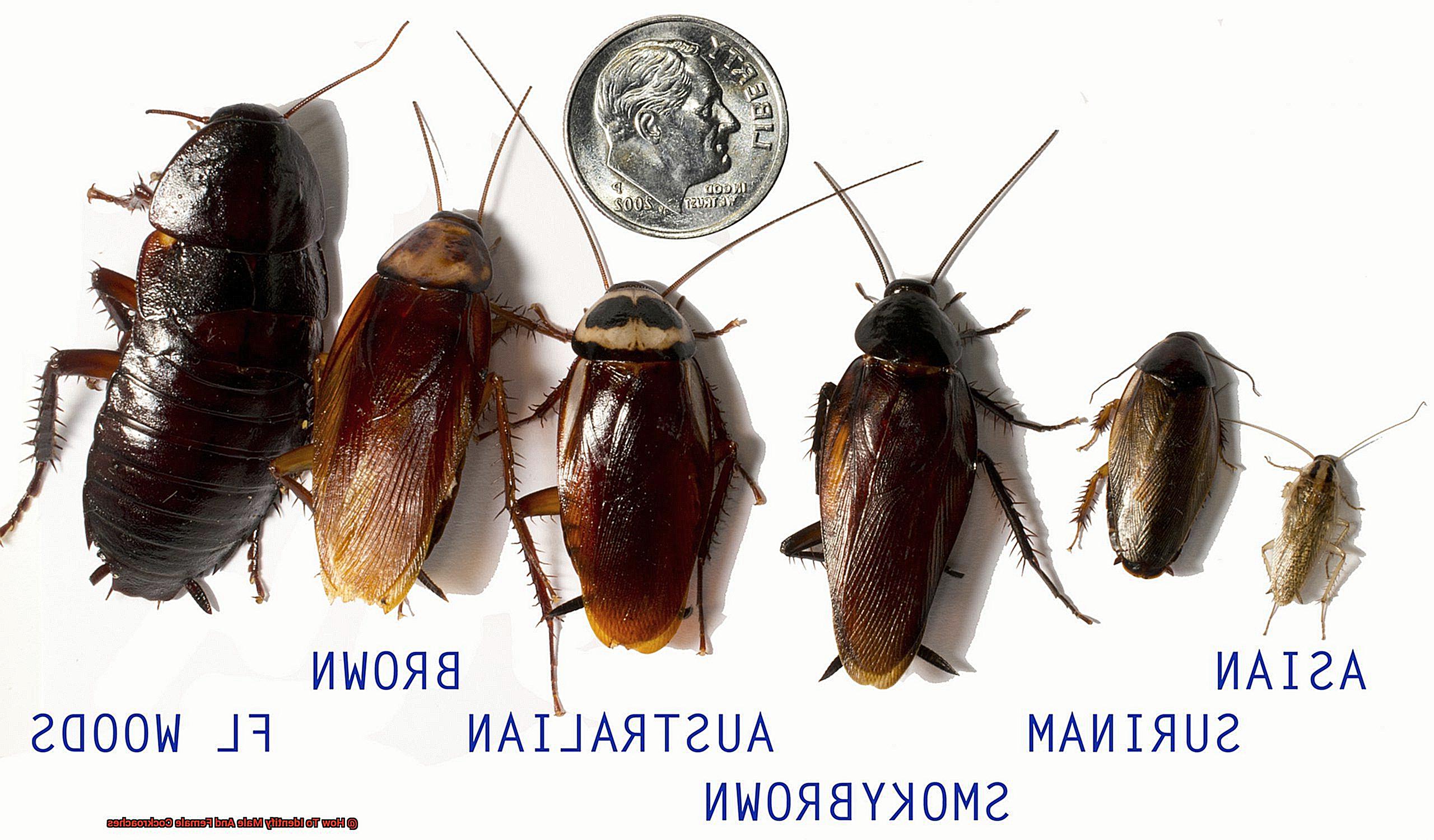 How To Identify Male And Female Cockroaches-2