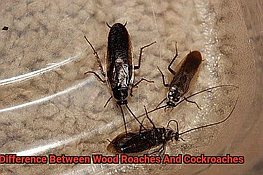 How To Tell The Difference Between Wood Roaches And Cockroaches All About Roaches