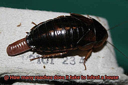How many roaches does it take to infest a house-3