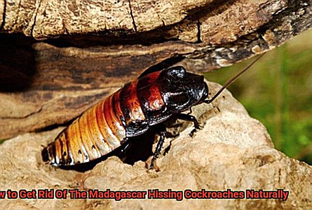 How to Get Rid Of The Madagascar Hissing Cockroaches Naturally-3