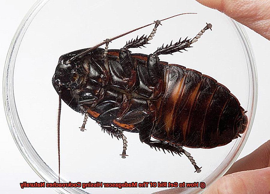 How to Get Rid Of The Madagascar Hissing Cockroaches Naturally-2