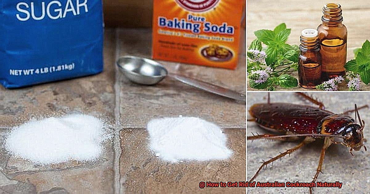 How to Get Rid of Australian Cockroach Naturally-5