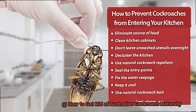 How to Get Rid of Australian Cockroach Naturally-4