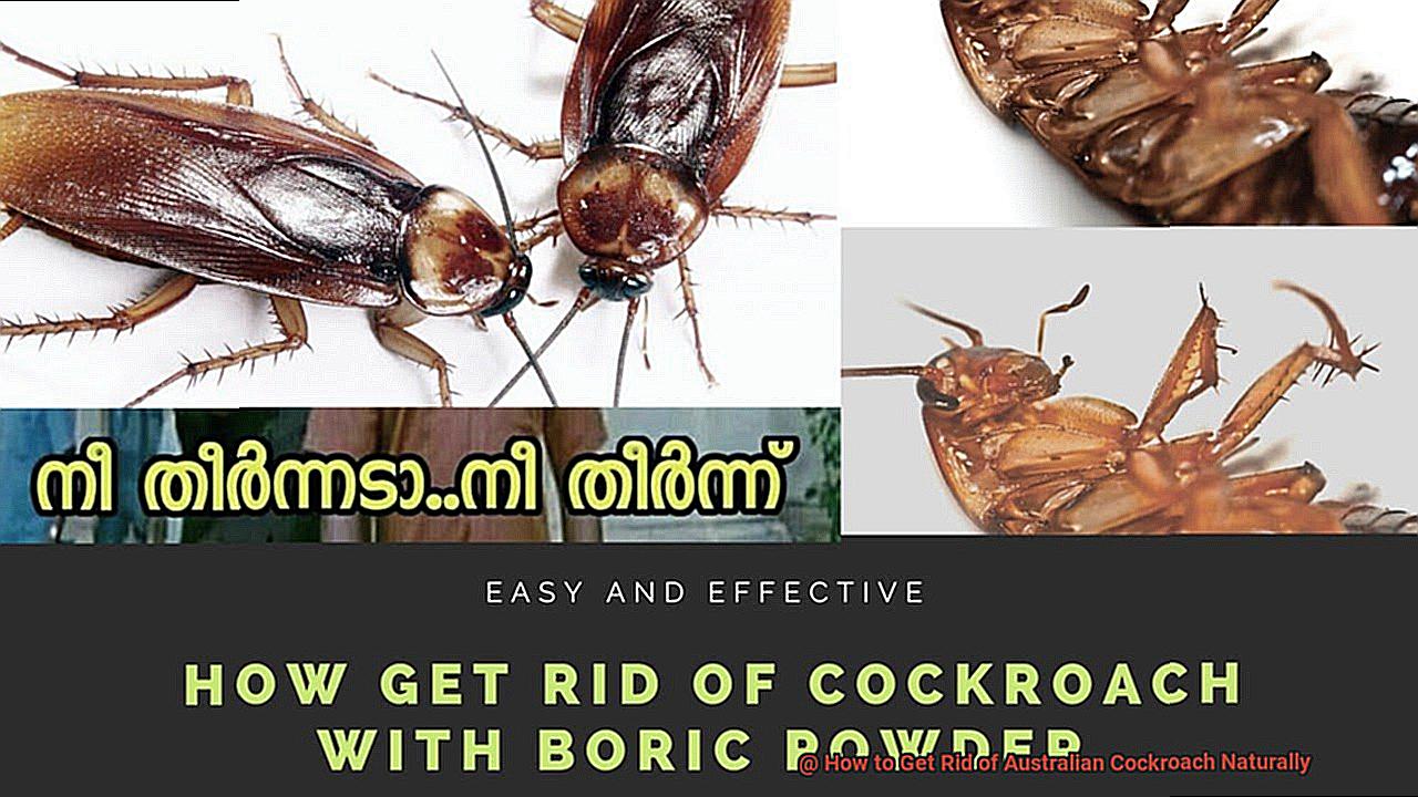 How to Get Rid of Australian Cockroach Naturally-8