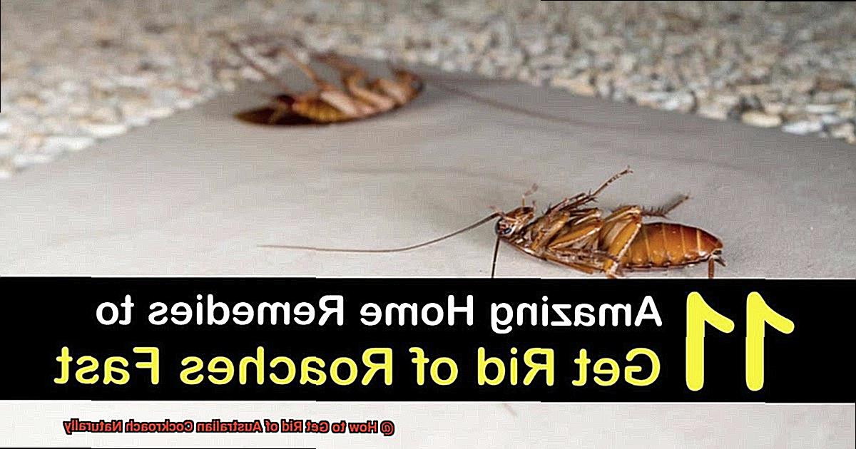 How to Get Rid of Australian Cockroach Naturally-7