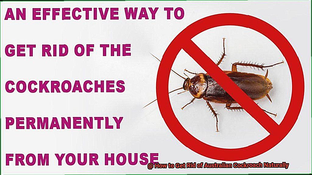 How to Get Rid of Australian Cockroach Naturally-3