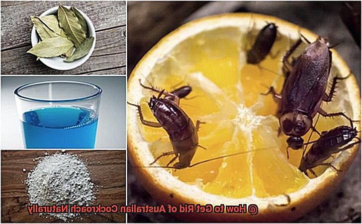 How to Get Rid of Australian Cockroach Naturally-6