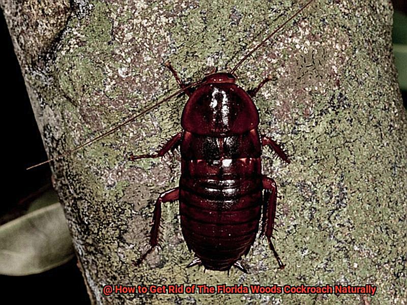 How to Get Rid of The Florida Woods Cockroach Naturally-3
