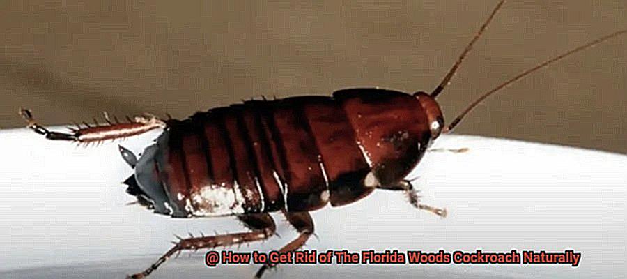 How to Get Rid of The Florida Woods Cockroach Naturally-4