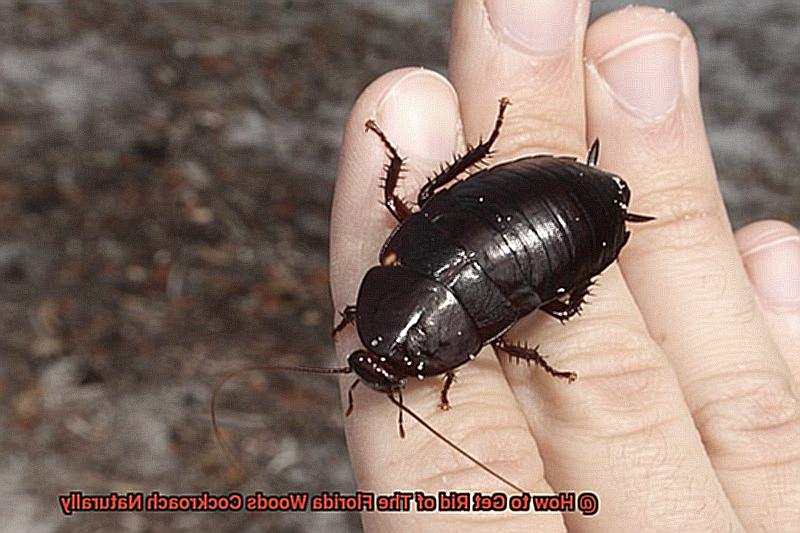 How to Get Rid of The Florida Woods Cockroach Naturally-2