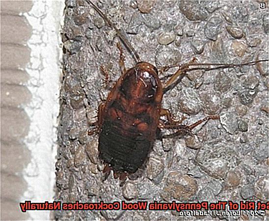How to Get Rid of The Pennsylvania Wood Cockroaches Naturally-5