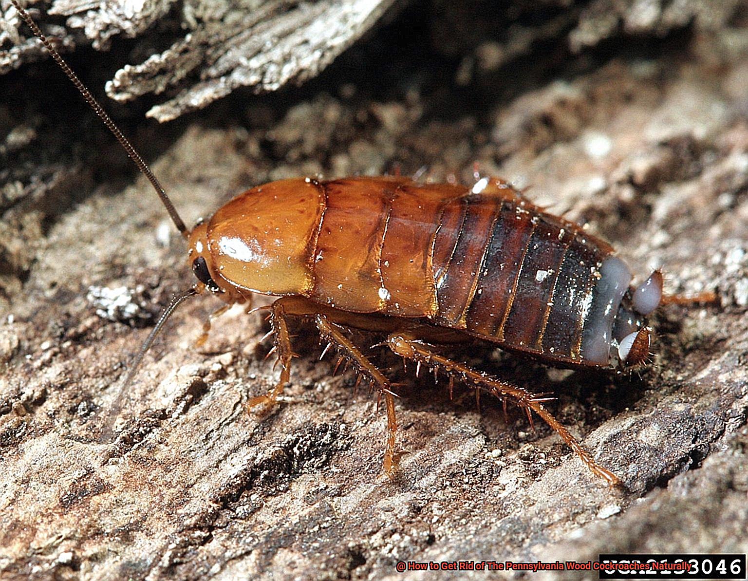 How to Get Rid of The Pennsylvania Wood Cockroaches Naturally-4